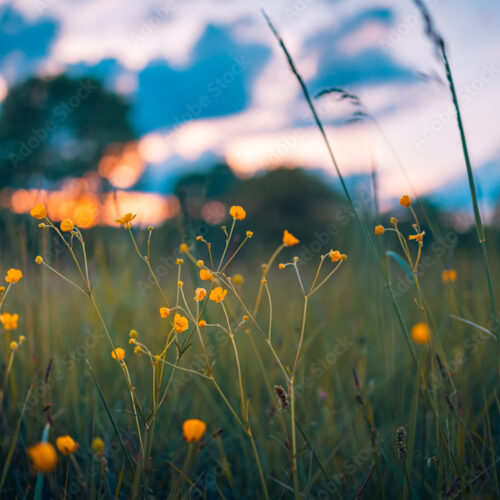 Adobe Stock 436729810 Preview